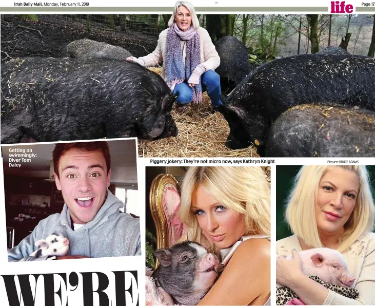 ?? Picture: BRUCE ADAMS ?? Getting on swimmingly: Diver Tom Daley Piggery jokery: They’re not micro now, says Kathryn Knight Pals: Paris Hilton with Princess Piglette and actress Tori Spelling with Nutmeg