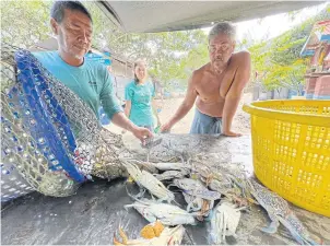  ??  ?? BELOW Fishermen on Ao Si prepare to sell blue crabs to customers on the mainland. The sizes vary from two to four crabs per kilogramme. Prices are negotiable. The villagers catch the crab daily thanks to the Blue Crab Bank. It helps them to have a sustainabl­e way of life.