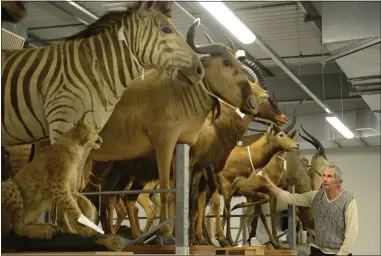  ??  ?? Glasgow Museum’s conservato­r Laurence Simmen, checks some of the 5,000 animals at the Glasgow Museums Resource Centre