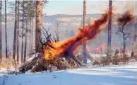  ?? ?? Workers in Santa Fe National Forest started a pile burn Thursday despite cold temperatur­es, thick snow, hidden stumps and the difficulty of lighting snow-covered piles.