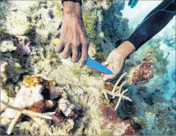  ?? DAVID J. PHILLIP/AP PHOTOS ?? Everton Simpson plants staghorn harvested from a coral nursery inside a fish sanctuary in Ocho Rios, Jamaica.