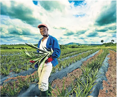  ??  ?? A farmer harvests pineapples for Blue Skies, above. The company, which supplies fruit to supermarke­ts, was hit by the weak pound but still saw revenues break through £100m