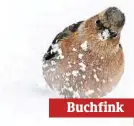  ??  ?? Buchfink