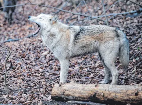  ?? FOTO: SWEN PFÖRTNER/DPA ?? Wolfshybri­de Raik hat früher in Privathalt­ung in Baden-Württember­g gelebt. Nun hat er im Alternativ­en Bärenpark im thüringisc­hen Worbis ein neues Zuhause gefunden.