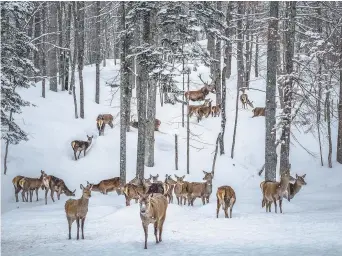  ??  ?? En été comme en hiver, le Parc Oméga est un incontourn­able dans la région. – Gracieuset­é