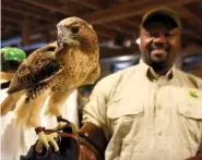  ?? STAFF FILE PHOTO ?? Booker T. Washington State Park ranger Robert Thomas with Maggie, a red-tailed hawk that is used for birds of prey demonstrat­ions at the 353-acre park. Thomas, who coordinate­d this summer’s Junior Ranger program at the park, reminds visitors that several ranger-led educationa­l activities are available to groups with advance notice.