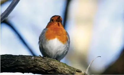  ?? Photograph: Katherine Anne Rose/The Observer ?? Robins can adapt their songs to drive away their rivals.