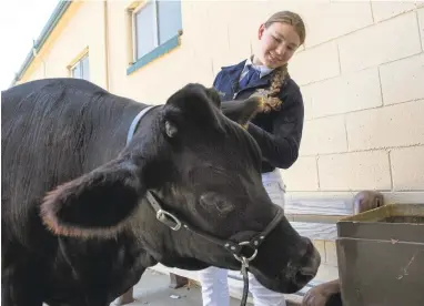  ?? PATRICK TEHAN/STAFF PHOTOS ?? Hershey the steer, with his friend Rachel Causey, 15, of Campbell, waits to take part in market beef judging on opening day Thursday at the Santa Clara County Fair in San Jose. The fair theme is “Full S.T.E.A.M. Ahead.”