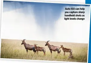  ??  ?? Auto ISO can help you capture sharp handheld shots as light levels change