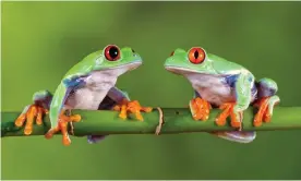  ?? Lillian King/Getty Images ?? Sounds unfamiliar: red-eyed tree frogs, native to South and Central America. Photograph: