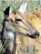  ?? Associated Press ?? Chronic wasting disease was first discovered in a Colorado research facility in the late 1960s.