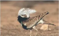  ??  ?? THE ENDANGERED Houbara bustard.