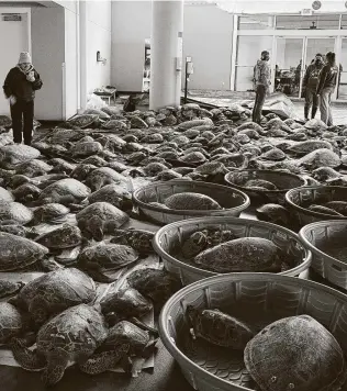  ?? Miguel Roberts / Associated Press ?? Scores of Atlantic green sea turtles and Kemp’s ridley sea turtles suffering from cold stun were laid out to recover at South Padre Island during the height of the recent freeze.