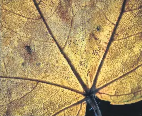  ?? ?? Decaying Sycamore, by Derry Brett.