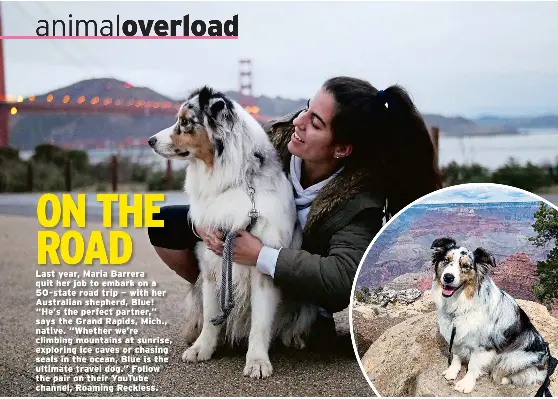 Animal Overload - PressReader