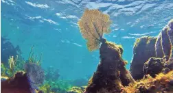  ?? UNIVERSITY OF CALIFORNIA, BERKELEY ?? Ocean temperatur­es are rising faster than previously thought, with dire implicatio­ns for coral reefs and other marine life.