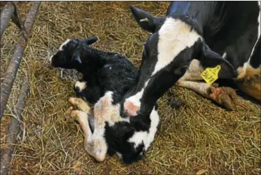  ?? CASSANDRA DAY — THE MIDDLETOWN PRESS ?? A baby Holstein bull, just one and a half hours old.