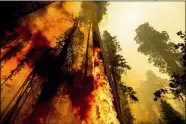  ?? NOAH BERGER — THE ASSOCIATED PRESS ?? Flames lick up a tree as the Windy Fire burns in the Trail of 100Giants grove Sept. 10in Sequoia National Forest.