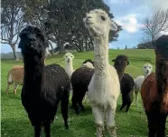  ?? PHOTO: KIM ACE/ FAIRFAX NZ ?? The happy alpaca: Even 20 years ago when rules were stricter, few smallholdi­ngs were run for profit.