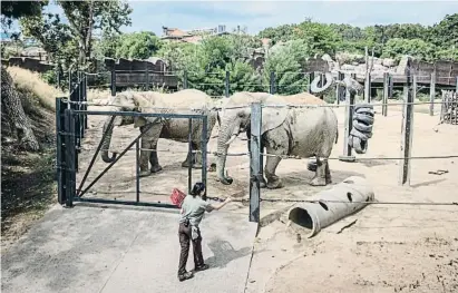  ?? Badl nrcle ?? Una cuidadora amb dues de les tres elefantes del zoo de Barcelona dissabte a la tarda