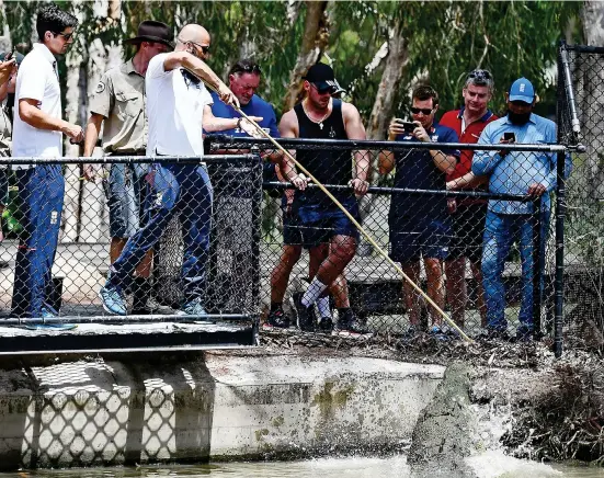  ??  ?? Crunch time: Moeen Ali, alongside team-mate Alastair Cook (left), nervously feeds an 800kg crocodile named Bully GETTY IMAGES