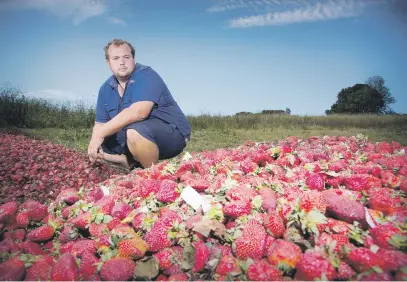  ?? Picture:AFP ?? NO SWEET TALE. Braetop Berries farmer Aidan Young on his farm in the Glass House Mountains in Queensland with strawberri­es he will destroy following the nationwide needle scare.