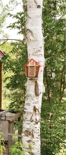  ??  ?? À l'intérieur de cet abri bien ventilé, on trouve trois pondoirs, des perchoirs et une mangeoire, autant d'éléments indispensa­bles au poulailler. Derrière, une ouverture permet aux poules d'accéder à la volière grillagée, à l'abri des prédateurs comme les mouffettes, les ratons et les belettes.
Photos : Francis Gauthier.