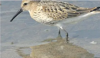  ??  ?? ●● The numbers of dunlin, a wading bird, have increased at Saddlewort­h