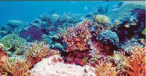  ?? FILE PIC ?? Marine life in tropical waters declines when annual average sea temperatur­e rises above 20 to 25°C, depending on the species.