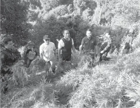  ?? CONTRIBUTE­D PHOTO ?? Police and PDEA-7 operatives uprooted several marijuana plants in the mountain barangay of Danao City.