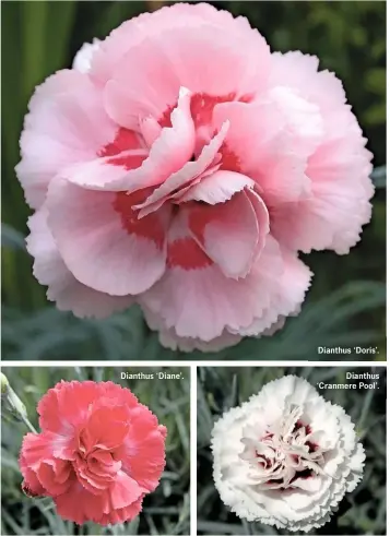  ??  ?? Dianthus ‘Diane’. Dianthus ‘Doris’.
Dianthus ‘Cranmere Pool’.