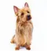  ?? ?? Australian Terrier