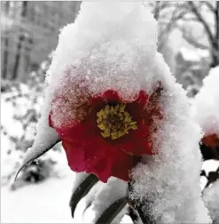  ??  ?? Bryan Leskosky shared this photo of a snow-covered flower from his home in Ellijay on Feb. 8, 2020.
