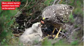  ??  ?? More, please: harrier numbers have risen on the uplands