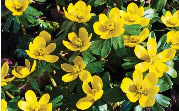  ??  ?? Cheery: A relative of the buttercup, these winter aconites brighten the dullest days