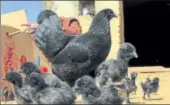  ?? HT FILE ?? The Kadaknath breed is popular not only because of its taste but also due to its low cholestero­l and high protein content.