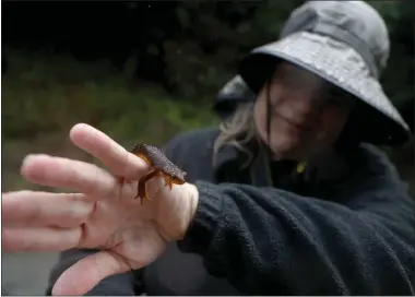  ?? PHOTOS BY ANDA CHU — STAFF PHOTOGRAPH­ER ?? Anne Parsons holds a newt along Alma Bridge Road at the Lexington Reservoir near Los Gatos on Wednesday. More than 2,695newts have been killed on the rural route since November, the start of the creatures’ winter migration.