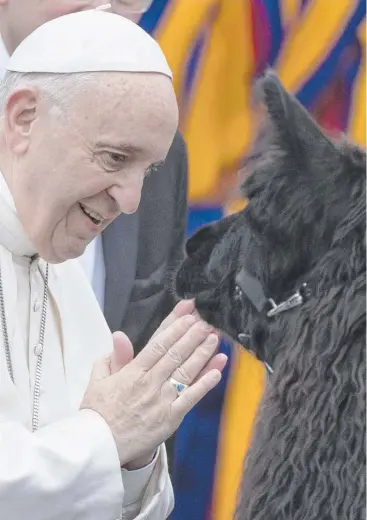  ?? Picture: AP ?? SHAGGY PILGRIM: Pope Francis blesses a llama in St Peter’s Square. Three men from northern Italy walked 1070km with three llamas in a two-month pilgrimage to reach the Vatican.