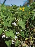  ??  ?? Frühlingsk­räuter sprießen sowohl in der freien Natur, als auch im Garten.