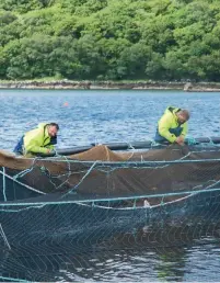  ??  ?? Above: Mowi Scotland hit by warmer waters