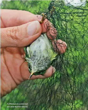  ??  ?? A rifleman in a mist net on Little Barrier Island.