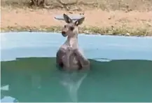  ??  ?? Liquid respite: a screen capture of the kangaroo cooling off in a pool. (right) a koala drinking water from a bottle offered by a firefighte­r during bushfires in cudlee creek, south australia. —reuters
