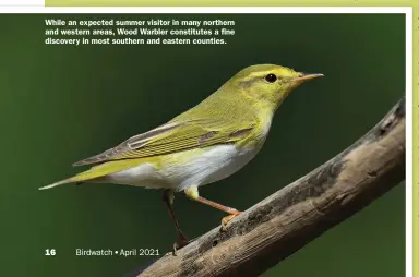  ??  ?? While an expected summer visitor in many northern and western areas, Wood Warbler constitute­s a fine discovery in most southern and eastern counties.