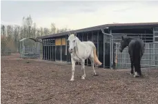  ?? FOTOS: KLASSE 9B ?? Die Pferde leben im Tierheim auf dem Gnadenhof, sie werden nicht mehr vermittelt.