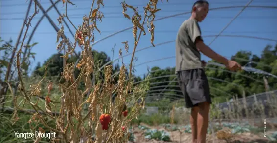  ?? ?? A farmer waters his withered chili pepper plants, Chongqing, August 20, 2022