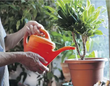  ?? GETTY IMAGES/ISTOCKPHOT­O ?? Underwater­ing and overwateri­ng can both be the cause of dead houseplant­s. Moisture meters can help determine moisture levels in soil.