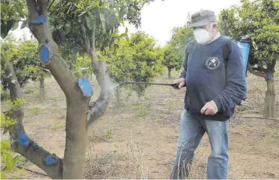  ?? GABRIEL UTIEL ?? El presidente de la agrupación de agricultor­es de Nules, Pepe Montagut, rocía los árboles con este sistema.