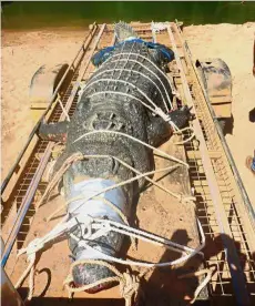  ?? — AFP ?? Game over: The crocodile being prepared to be transporte­d to a crocodile farm.