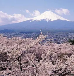  ??  ?? Rituale Un’immagine di ciliegi in fiore davanti al monte Fuji