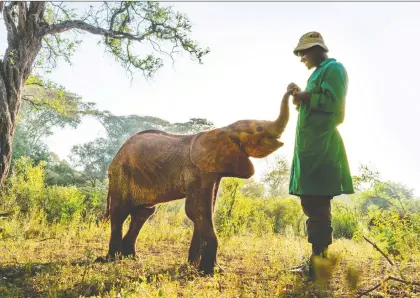  ?? NICK SHOOLINGIN- JORDAN/ SILVERBACK FILMS ?? A Perfect Plant travels the globe, including a stop the David Sheldrick Wildlife Trust's nursery in Kenya.